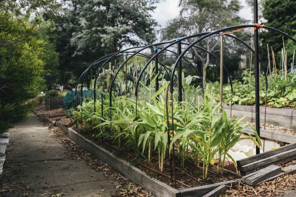 A nature strip garden in O'Connor, complete with hoop house for winter growing. 
 Photo: Rohan Thomson