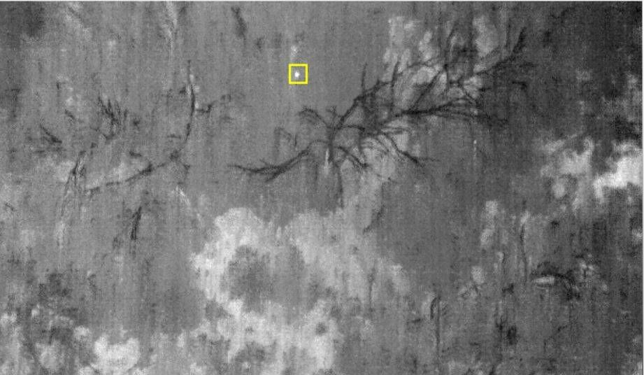 Thermal imagery from sensors on drones has identified koalas (ringed in yellow) in Petrie bushland. Photo: Dr Grant Hamilton