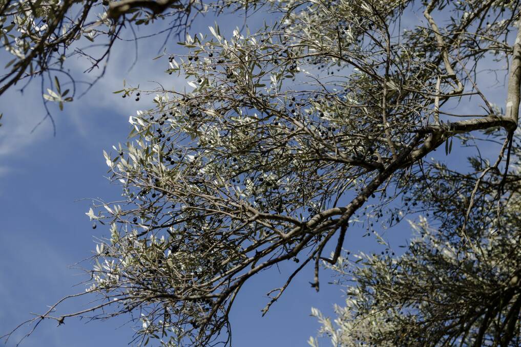 An fruit-laden olive tree adds to the aesthetics at the site of the former Charnwood Homestead. Photo: Jamila Toderas