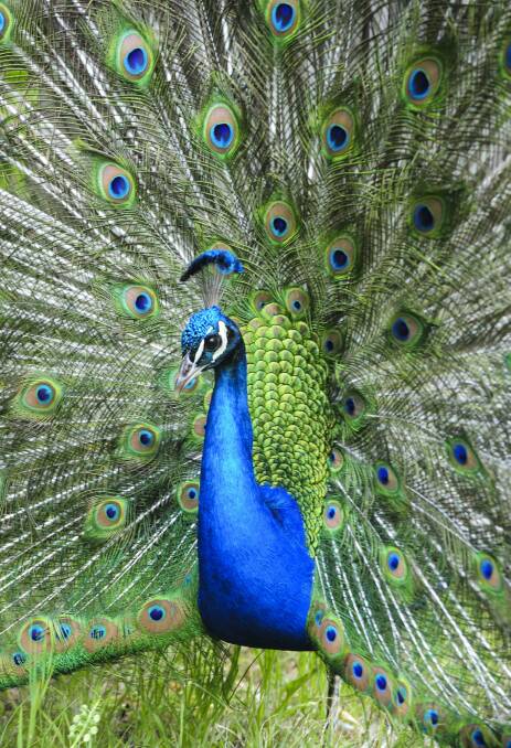 A peacock displaying plumes at Narrabundah.
 Photo: Graham Tidy