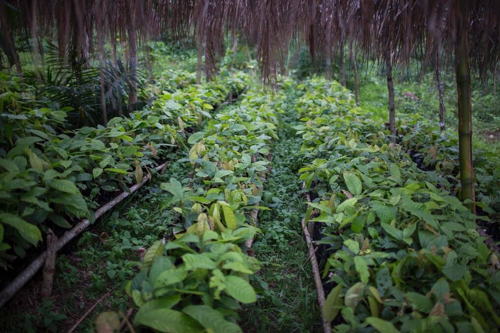 Cocoa seedlings being grown in the shade on Bougainville. Photo: Conor Ashleigh
