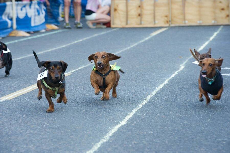 Just like the Melbourne Cup, but with dachshunds.  Photo: Katrina Sherlock