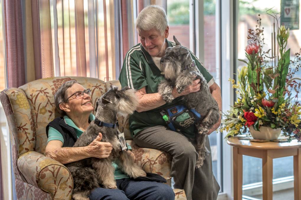 Pastoral carer Kathryn McQuarrie, right, of ACT Companion Dog Club with her mini schnauzers and resident and friend of 58 years Diana Lobb, of St Andrews village in Hughes.  Photo: Karleen Minney