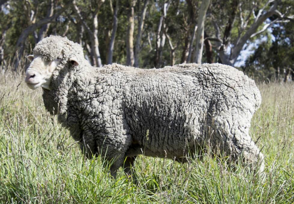 Waste not, want not: sheep for the taking. Photo: RSPCA ACT