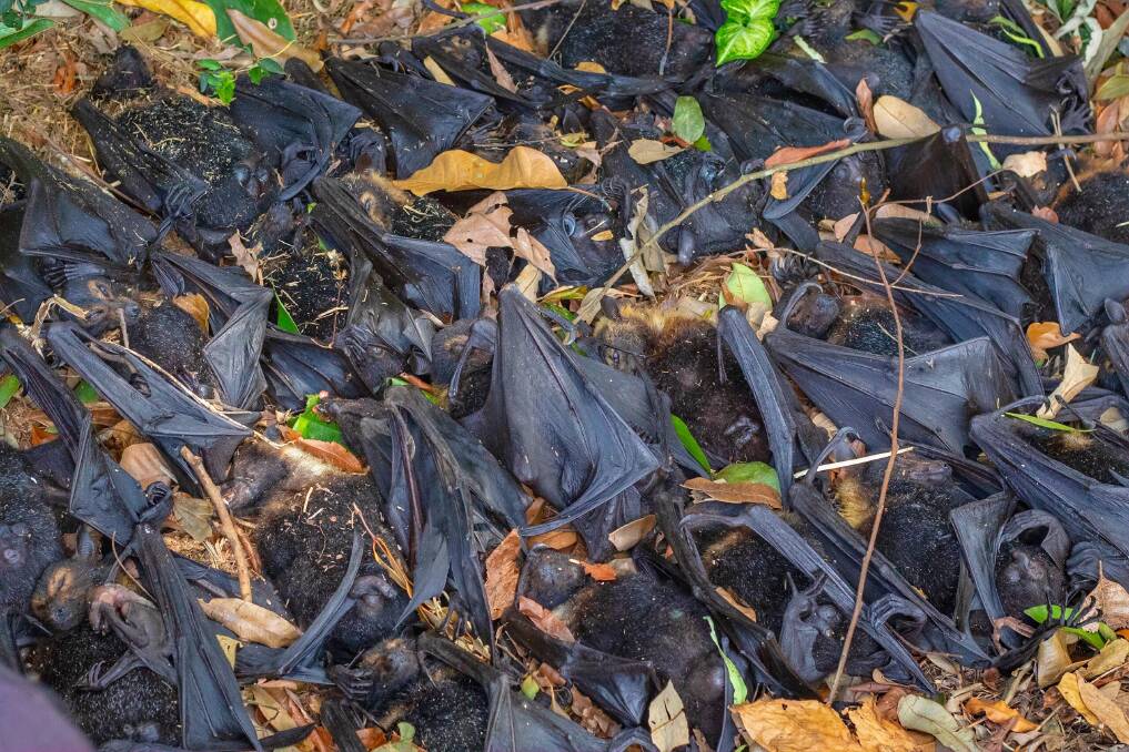 Thousands of spectacled flying foxes died in far north Queensland after temperatures soared above 42 degrees. Photo: David White