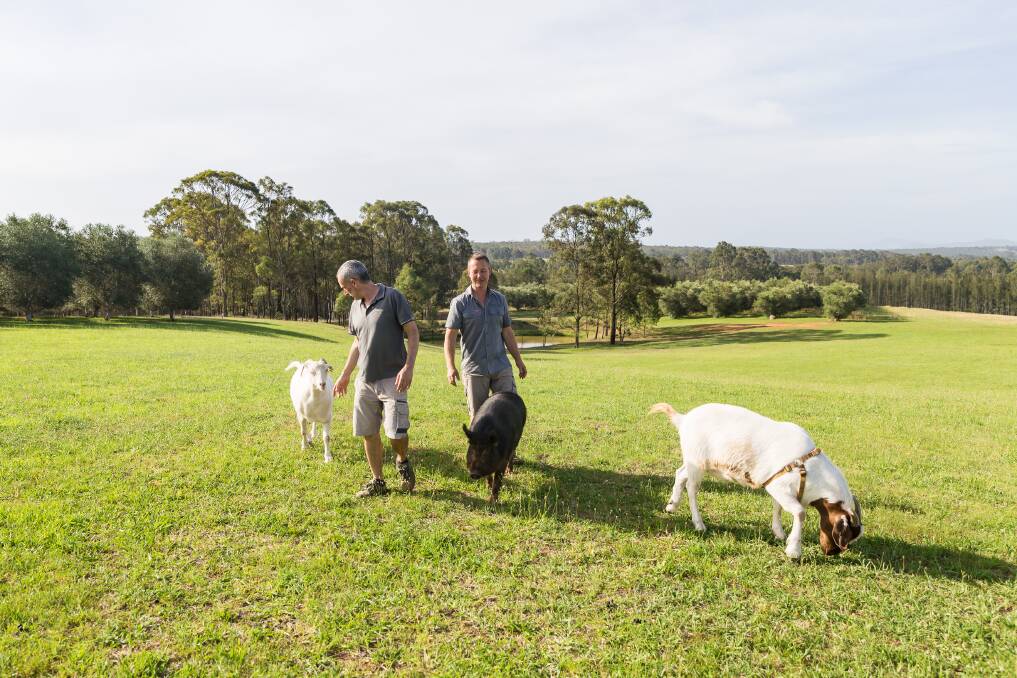 Jeff, left, and Todd take Helga and the goats for a family walk.  Photo: Melissa Evans