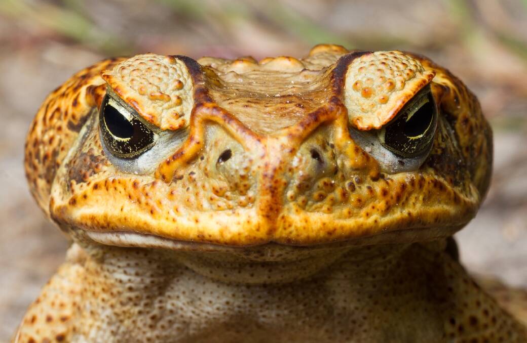 The invasive cane toad.  Photo: Steven Zozaya / Invasive Animals Cooperative Research Centre