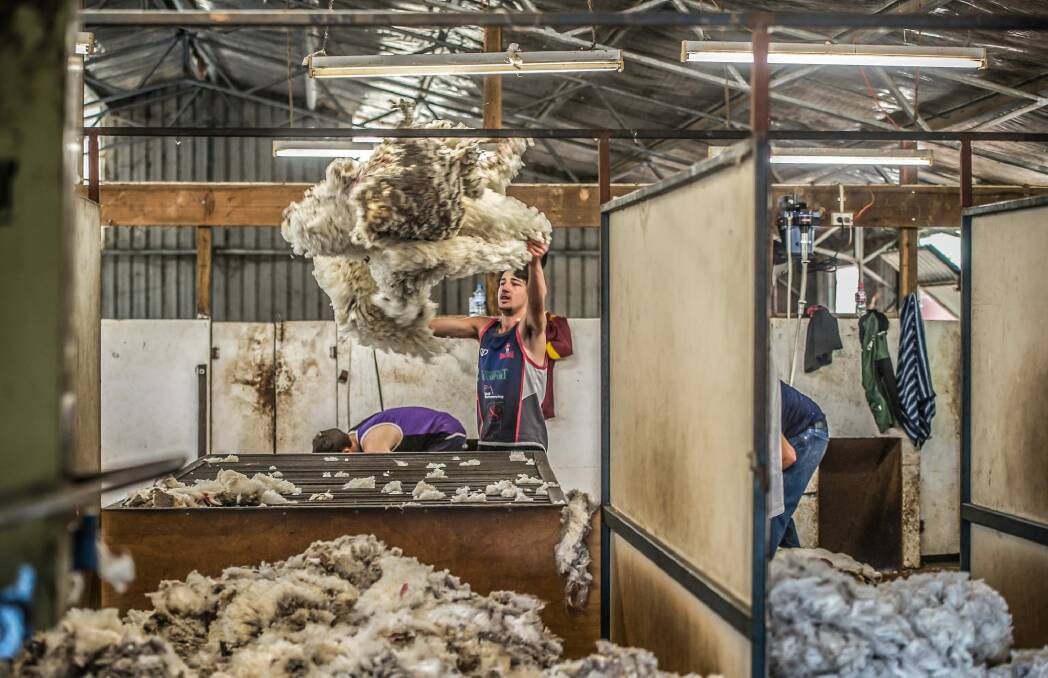 Day three of "shearing school". Photo: Karleen Minney