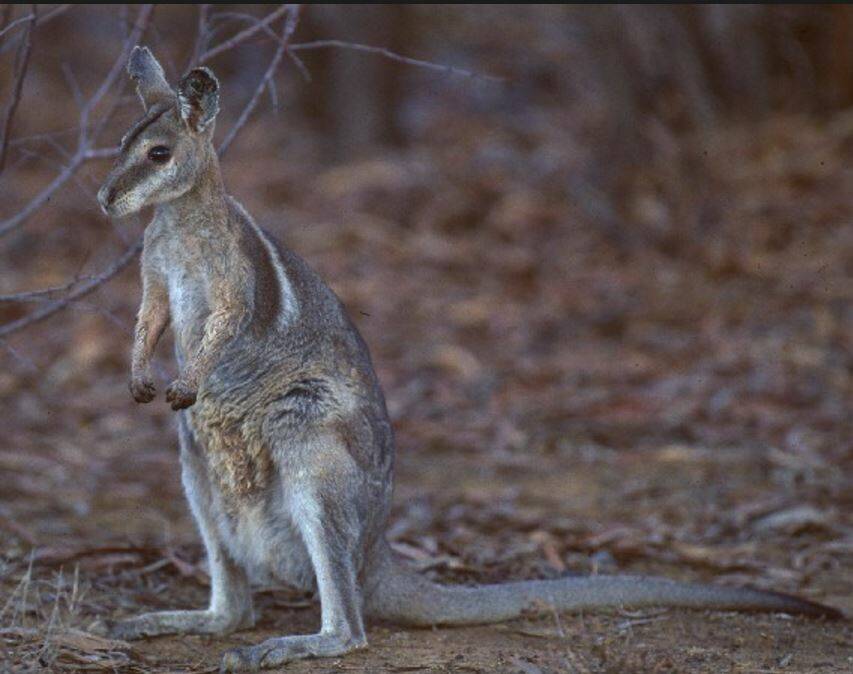 Two small populations of 'bridled' nailtail wallabies in Central Queensland are keeping the species that was previously considered extinct, 'alive'. Photo: Department of Environment and Heritage Protection.