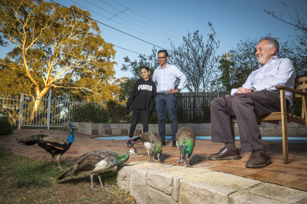 Demi and George Katheklakis, and Tim DeWan are fond of the peafowl that visit their Narrabundah homes.  Photo: Sitthixay Ditthavong