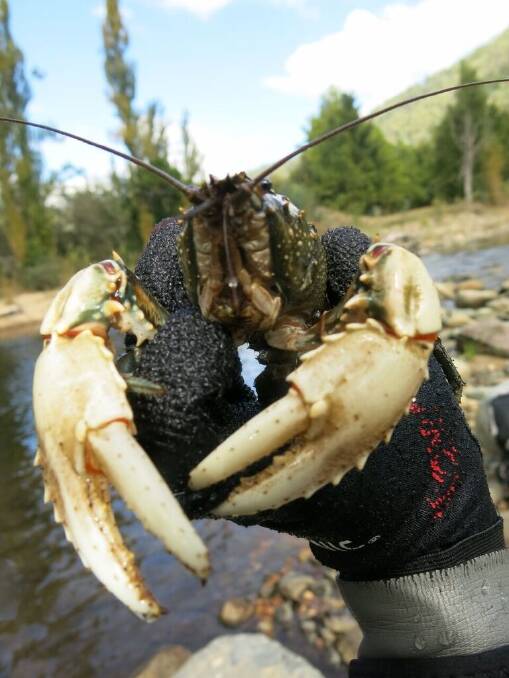 The distinctive Murray crayfish is listed as vulnerable to extinction in the ACT. Photo: Supplied