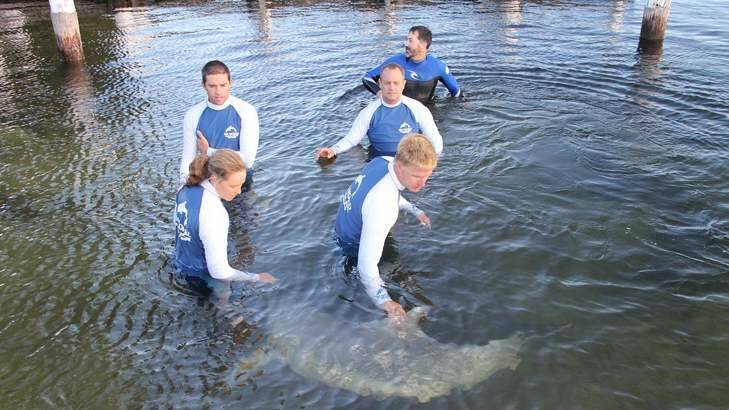 Volunteers and marine mammal specialists in the process of releasing the dolphin. Photo: Lucy Morell