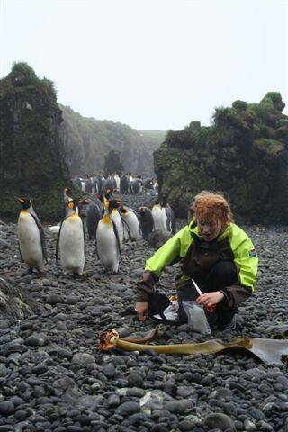 Dr Ceridwen Fraser samples kelp on sub-Antarctic Marion Island.  Photo: Genevieve Jones