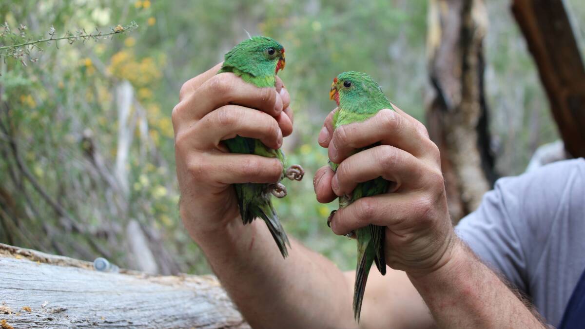 Swift parrots are critically endangered and under threat from logging in Tasmania. Photo: Kate Prestt, ANU