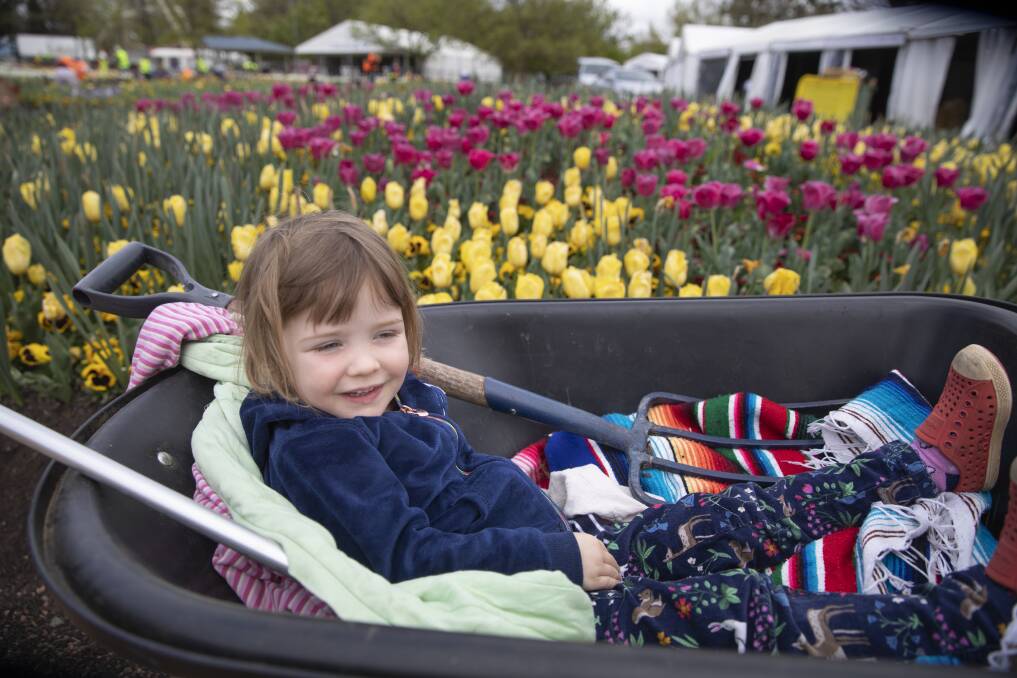 Celeste Roberts, 3, taking a rest from collecting Floriade bulbs for the Weetangara school fete on Monday.  Photo: Sitthixay Ditthavong