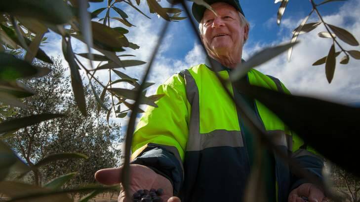 Barry Hamilton with some of the newly harvested olives. Photo: Katherine Griffiths