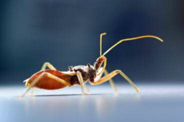 The assassin bug is common along the east coast of Queensland and New South Wales. Photo: Supplied