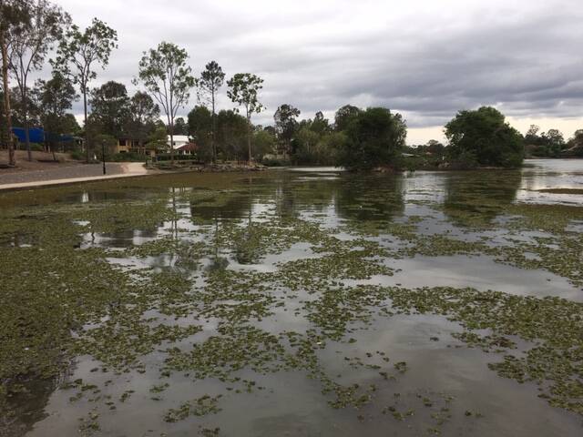 Salvinia weed begins to reduce at Forest Lake as contractors remove the weed. Photo: Supplied