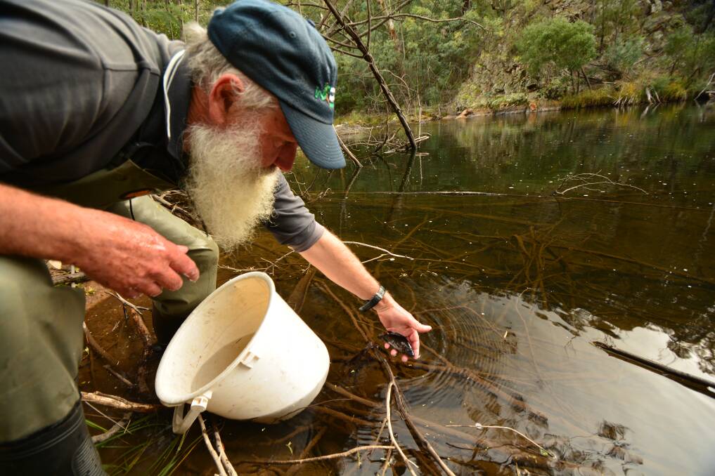University of Canberra associate professor Mark Lintermans releases Macquarie perch from Sydney's Cataract Dam into the Cotter River. Photo: Mark Jekabsons