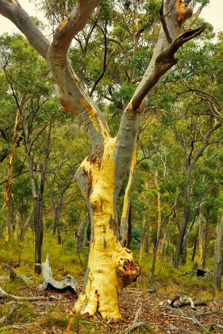 Tree trunks on the eastern slopes of Black Mountain glow in the morning light. Photo: Tim the Yowie Man