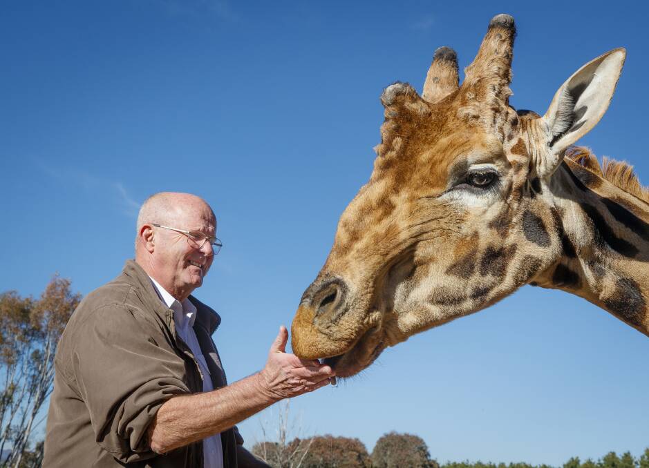 National Zoo &amp; Aquarium owner and founder Richard Tindale feeds Hummer the giraffe.  Photo: Sitthixay Ditthavong