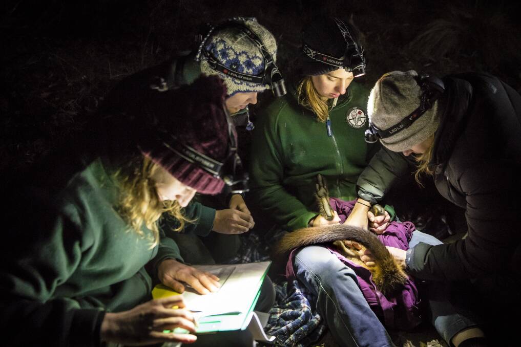 ACT Parks and Conservation Service wildlife officers Nicole Hill, Hannah Waterhouse, Rachael Loneragan and Lisa Steindler record data from a brush-tailed rock wallaby during a monitoring exercise at the Tidbinbilla nature reserve.  Photo: Sitthixay Ditthavong