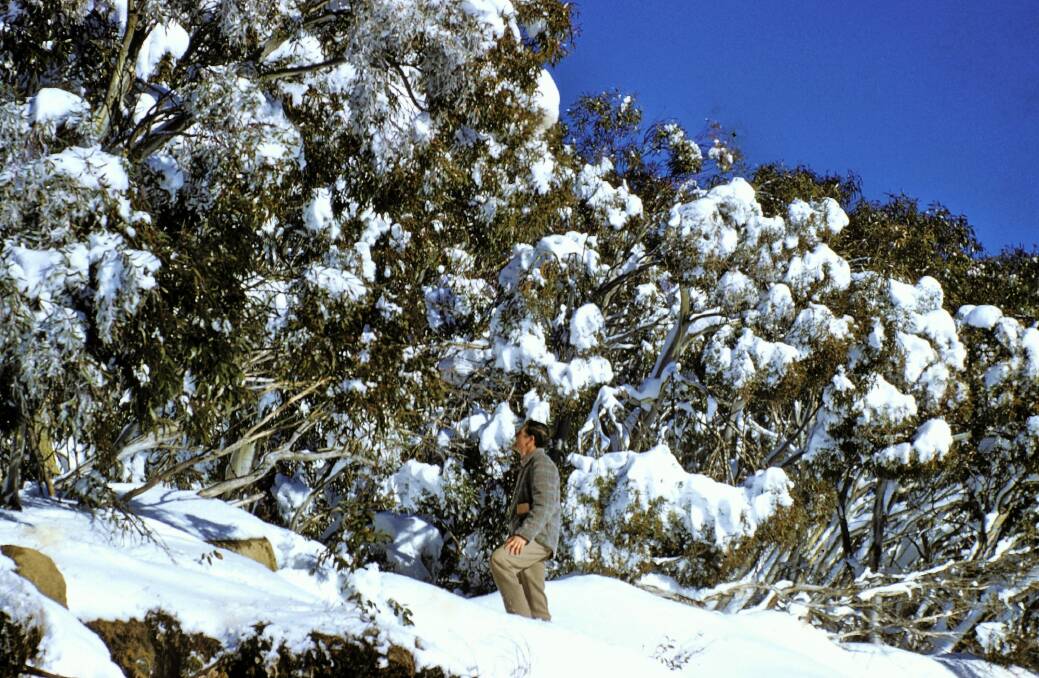 Mature snow gum laden with a recent snow fall. Photo: 'Costin Snowy Mountain Images' CD published by the Australian Alps Program