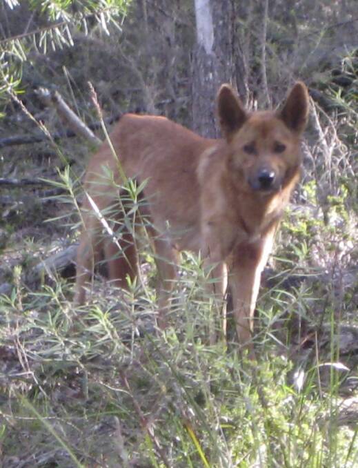 At ease: Inquisitive (and slightly out of focus) dingo in Wadbilliga National Park. Photo: Gordon Fyfe