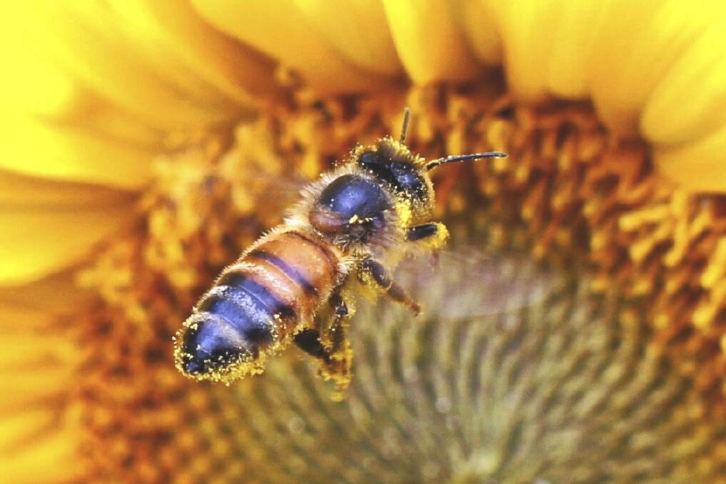The summer buzz: a pollen-laden bee. Photo: Sue Spicer