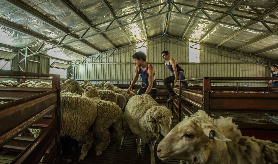 As the price of wool hits a record-high of $18 per kilogram, the Australian wool industry is enjoying a Renaissance. Photo: Karleen Minney