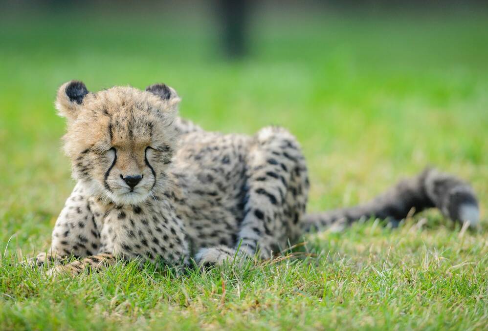 Four-month-old cheetah cub Solo lies down for a rest at the  at the National Zoo & Aquarium. Photo: Sitthixay Ditthavong