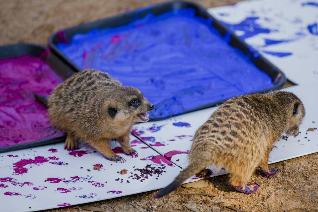 Meerkats from the National Zoo and Aquarium working on some paw paintings which will go on sale to raise money for the zoo's conservation partners.  Photo: Jamila Toderas