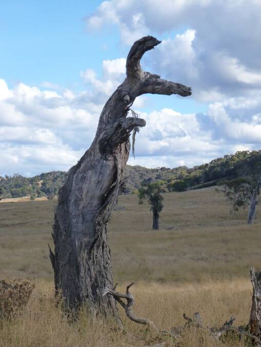 A giant "kangaroo" in Yanununbeyan Reserve. Photo: Bob Dewar