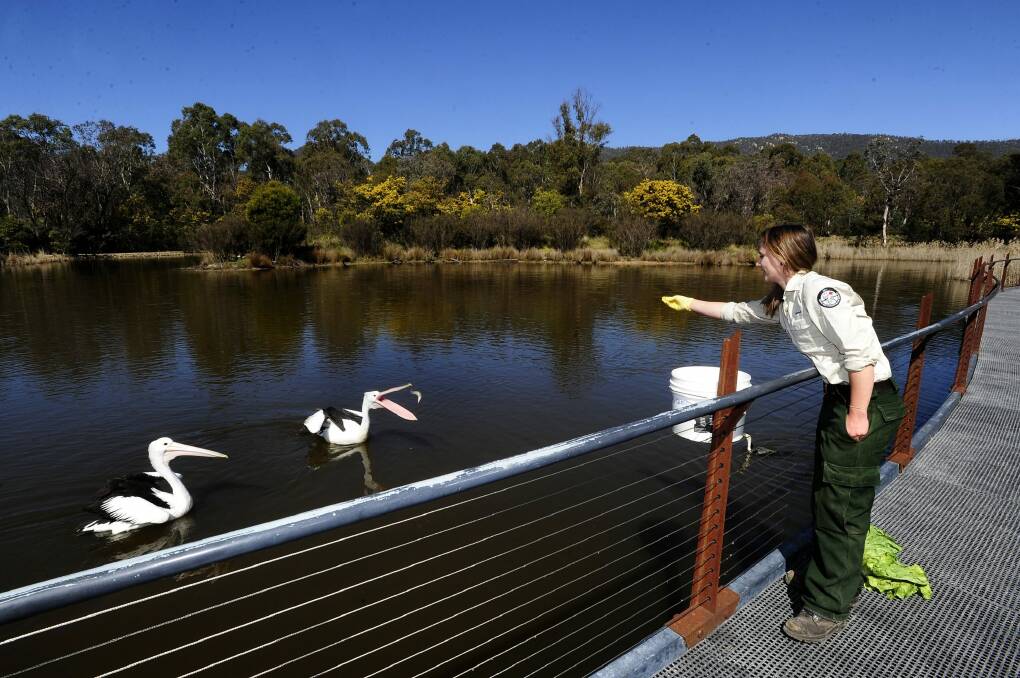 Wildlife officer Leith Collard feeds Australian pelicans, George and Mildred. Photo: Melissa Adams