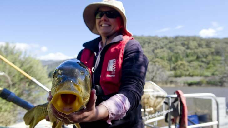 Senior fisheries technician Prue McGuffie of the NSW Department of Primary Industries with a carp that didn't get away. Photo: Jay Cronan