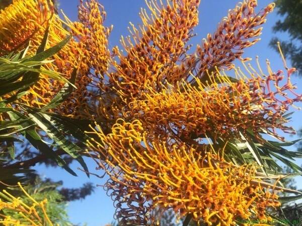 The silky oak would be a botanically patriotic choice.