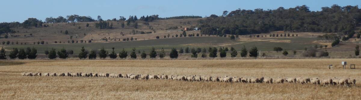 Sheep near Tarago, a reminder of the days when the southern tablelands prospered ‘riding on the sheep’s back’. Photo: Tim the Yowie Man