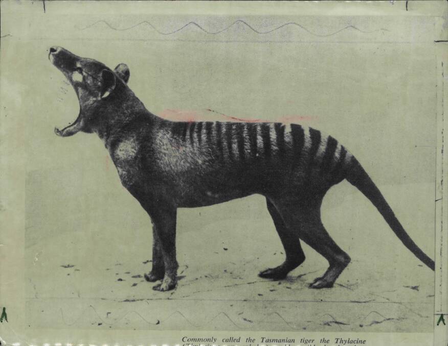 The last Thylacine (Tasmanian Tiger) died at Hobart zoo in 1936. It was declared extinct in 1986. Photo: Fairfax Media