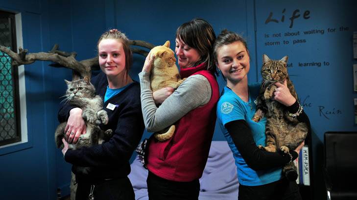 Alicia Coutts' ACT RSPCA workmates, from left, holding the silver cat "London" Hannah Mostead, holding the gold cat "Olympus" Belinda Gibbs, and holding the bronze cat "Arty" Lauren Gillan. Photo: Karleen Minney