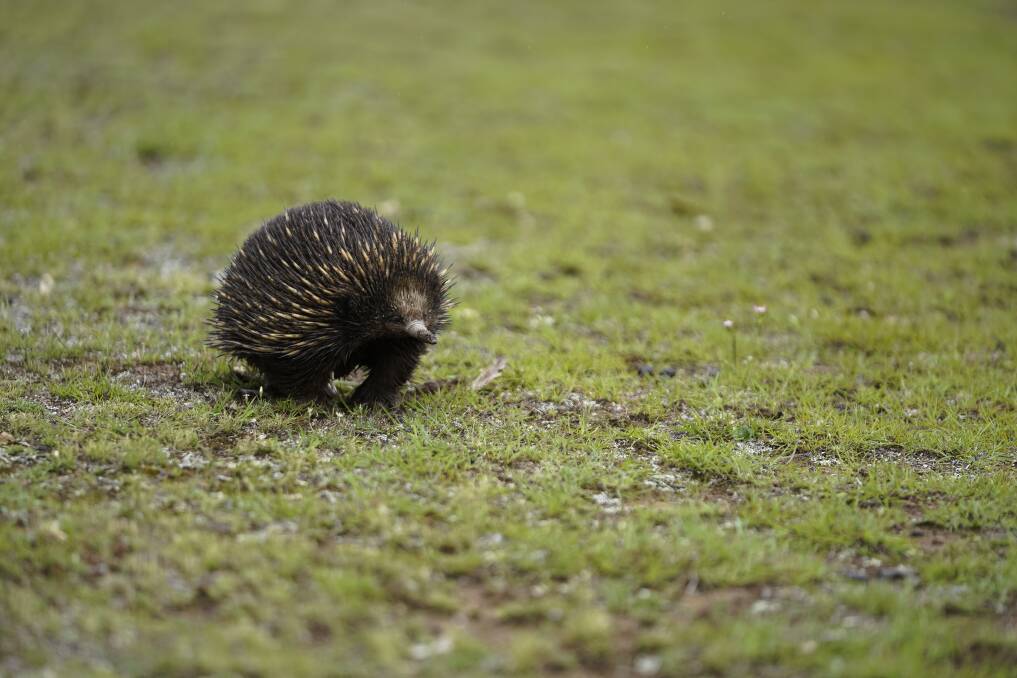 An echidna at the Mulligan’s Flat Sanctuary in Gungahlin. Photo: Lawrence Atkin