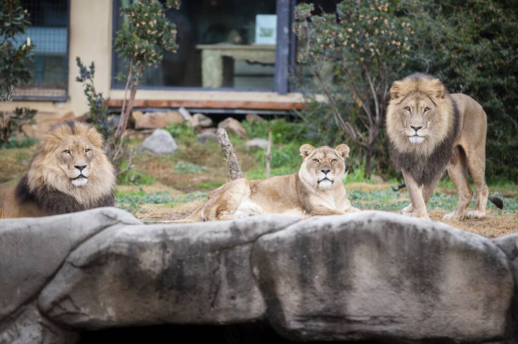 Canberra-born lions Marjan and Sabi, who share their enclosure with their mum Milie, centre. Photo: Sitthixay Ditthavong