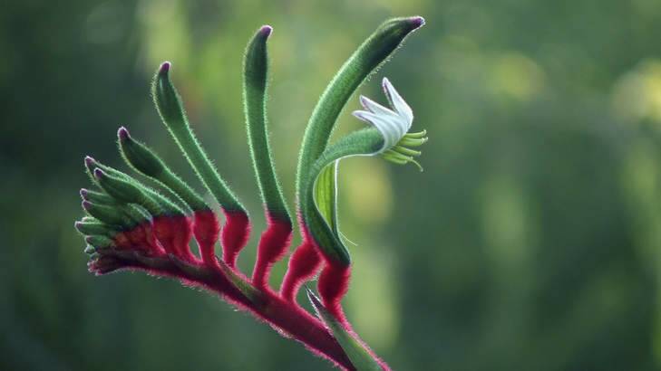 Not a man eater - just a kangaroo paw in the garden.