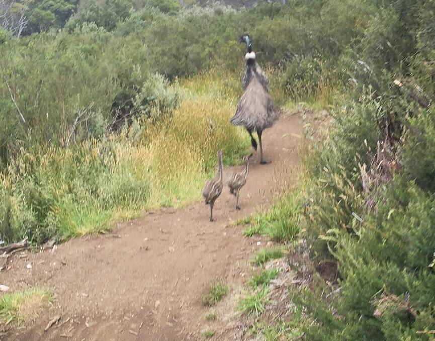 Watch out for this emu and chicks on the Thredbo Valley Track. Photo: Susie Diver