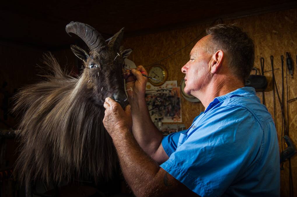 Scott Keogh working with a Himalayan tahr. Photo: Elesa Kurtz