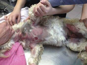 Miley the spoodle who suffered severe burns at the hands of a dog grooming company. This photo is taken during surgical treatment of the affected area. Photo: Supplied