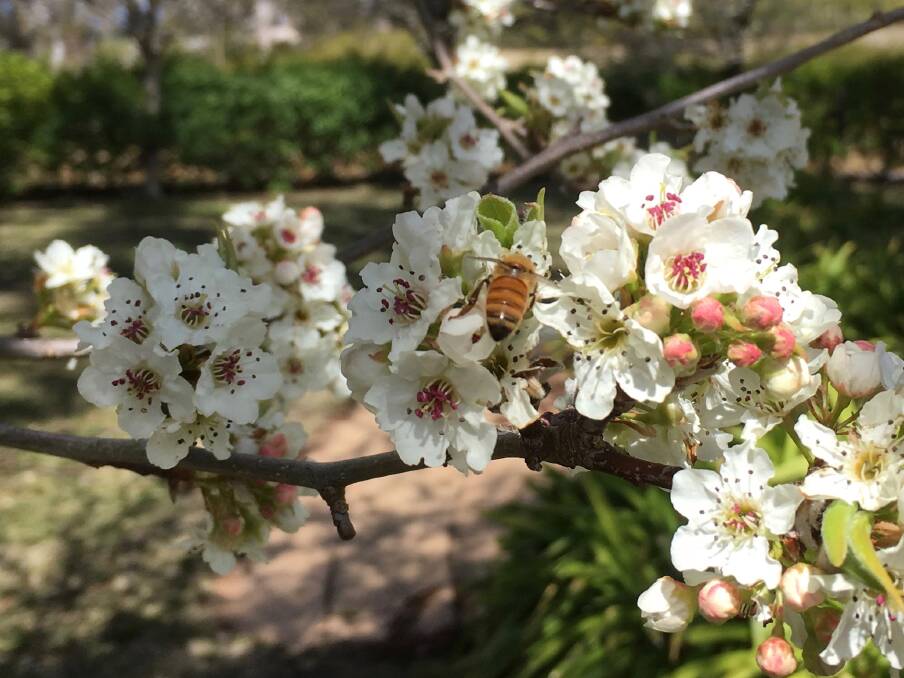 A bee enjoys the spring blossoms on Mount Majura at Stephen Pickard's farm.  Photo: Susan Parsons 