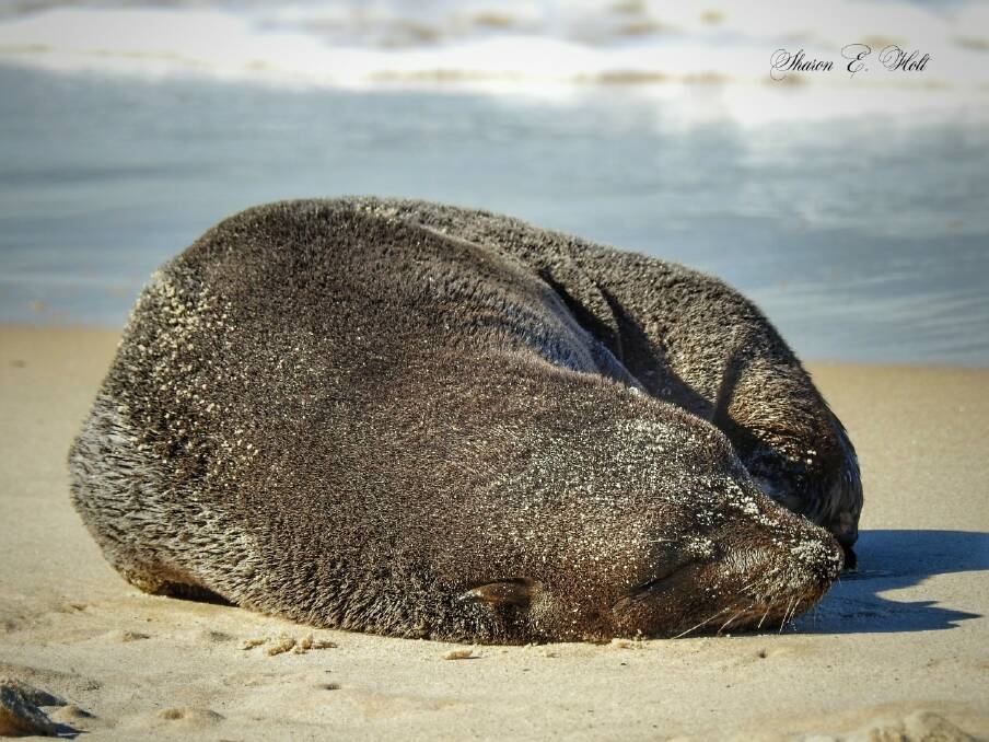 Bribie resident Sharon Holt spotted 'Neil the Seal' on Wednesday, taking photos from a safe distance Photo: Sharon Holt