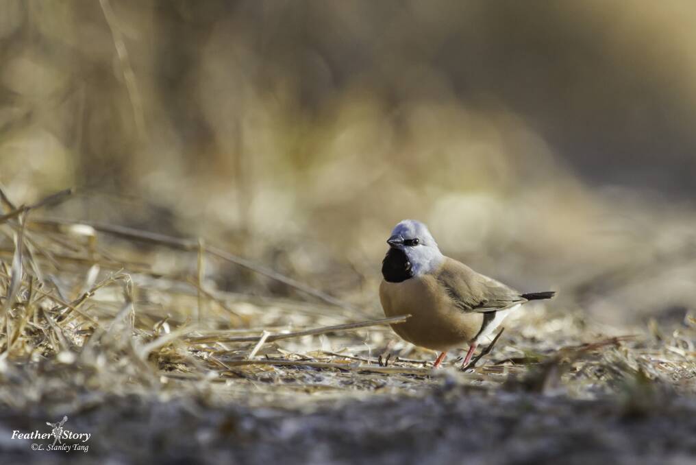 A Black-Throated Finch at Adani's proposed Carmichael Mine site in Queensland's Galilee Basin. Photo: Stanley Tang