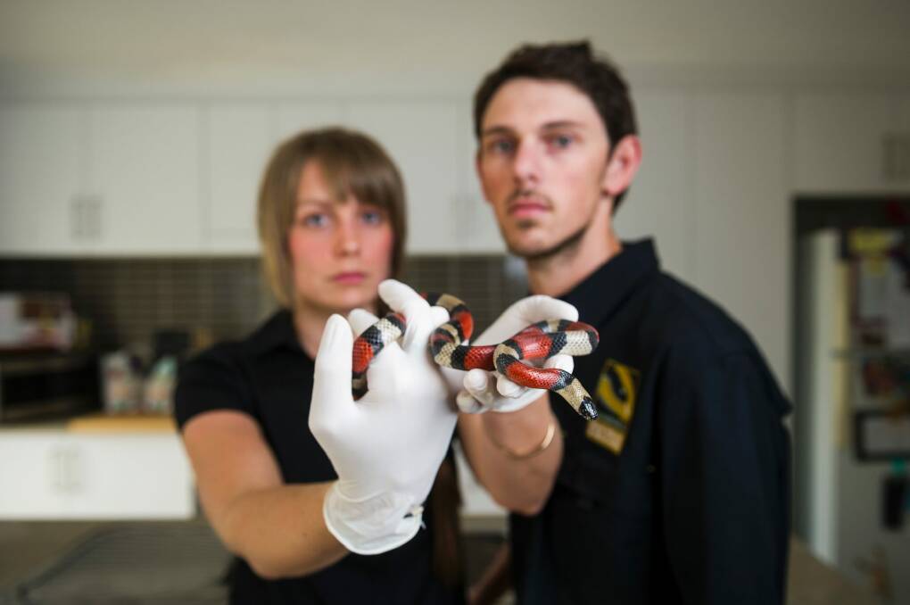 Snake handlers Emma Carlston and Luke Dunn with the exotic milk snake they captured from McDonald's Braddon on Thursday. Photo: Dion Georgopoulos