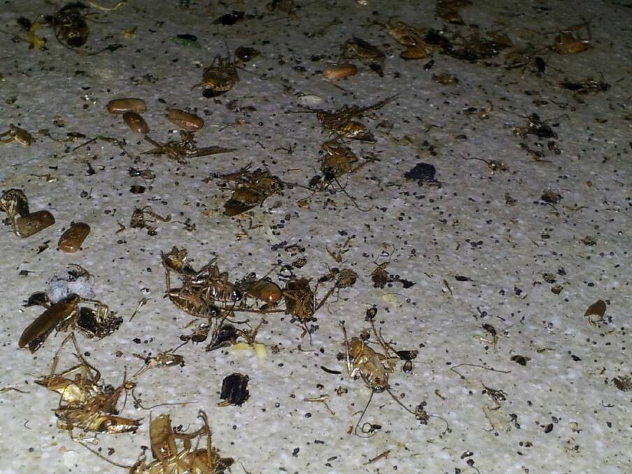 Live and dead cockroaches on the floor of a Canberra eatery. The image was among several that health officials showed in court during a recent prosecution. Photo: Fairfax Media